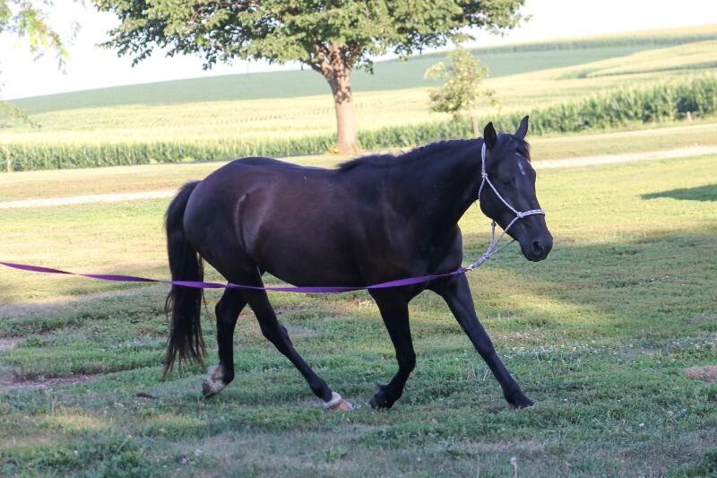Enlarge Frannie, a Adoptable Mustang in Scotland, SD image 1/6