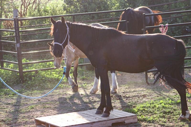 Enlarge Frannie, a Adoptable Mustang in Scotland, SD image 4/6