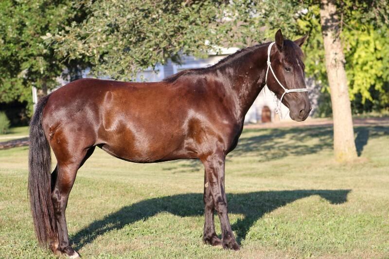 Enlarge Frannie, a Adoptable Mustang in Scotland, SD image 5/6