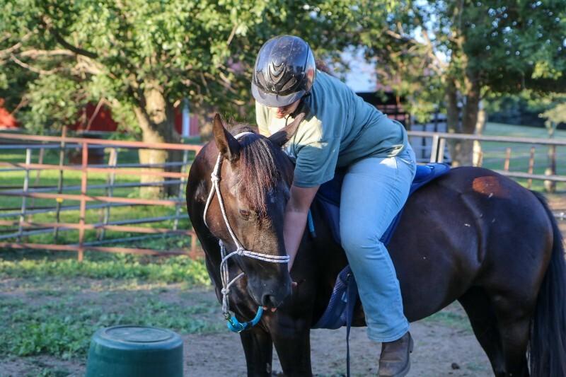 Enlarge Frannie, a Adoptable Mustang in Scotland, SD image 6/6
