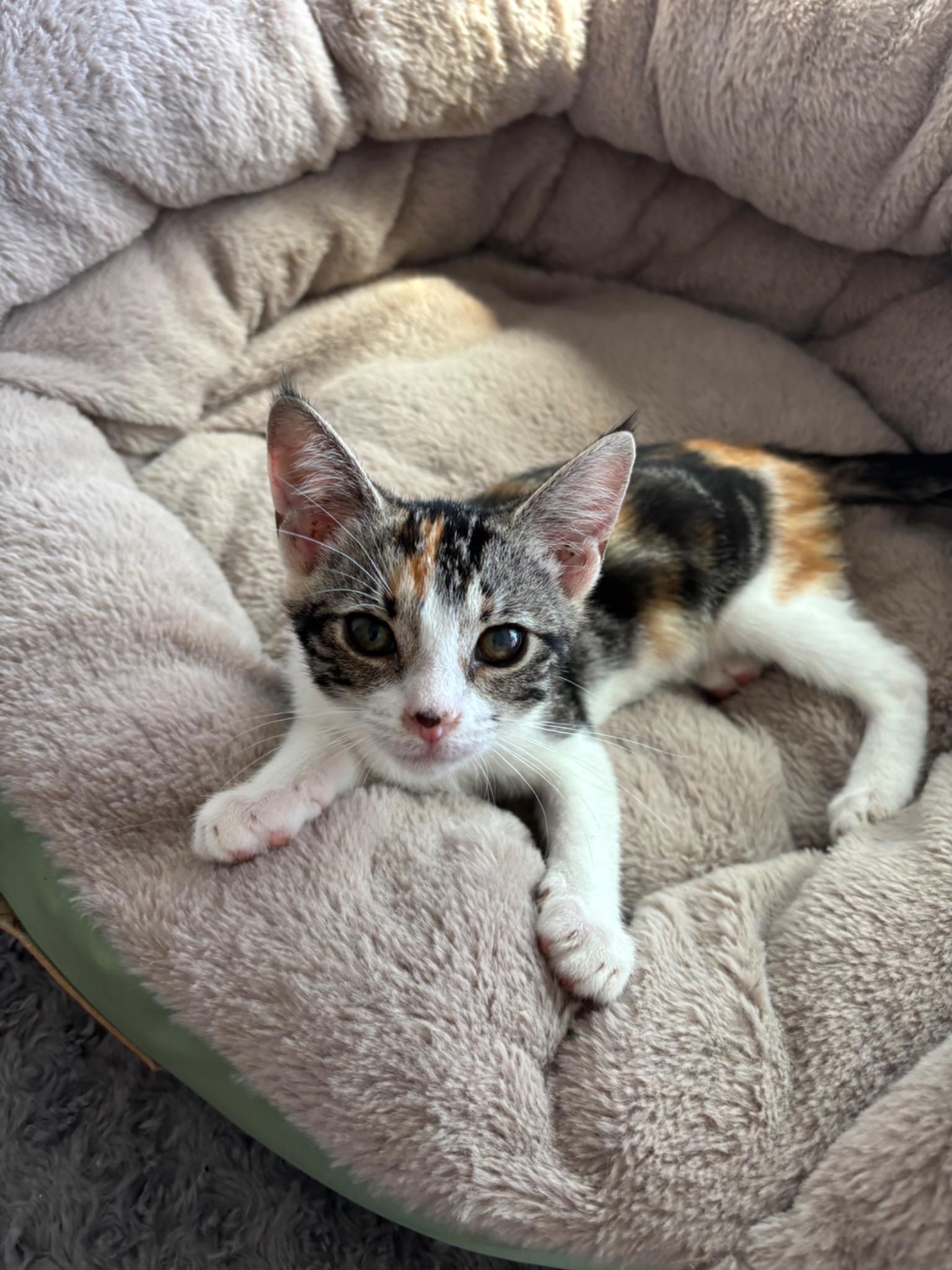 Brandi, an adopted Domestic Short Hair in Bonney Lake, WA image 2/2