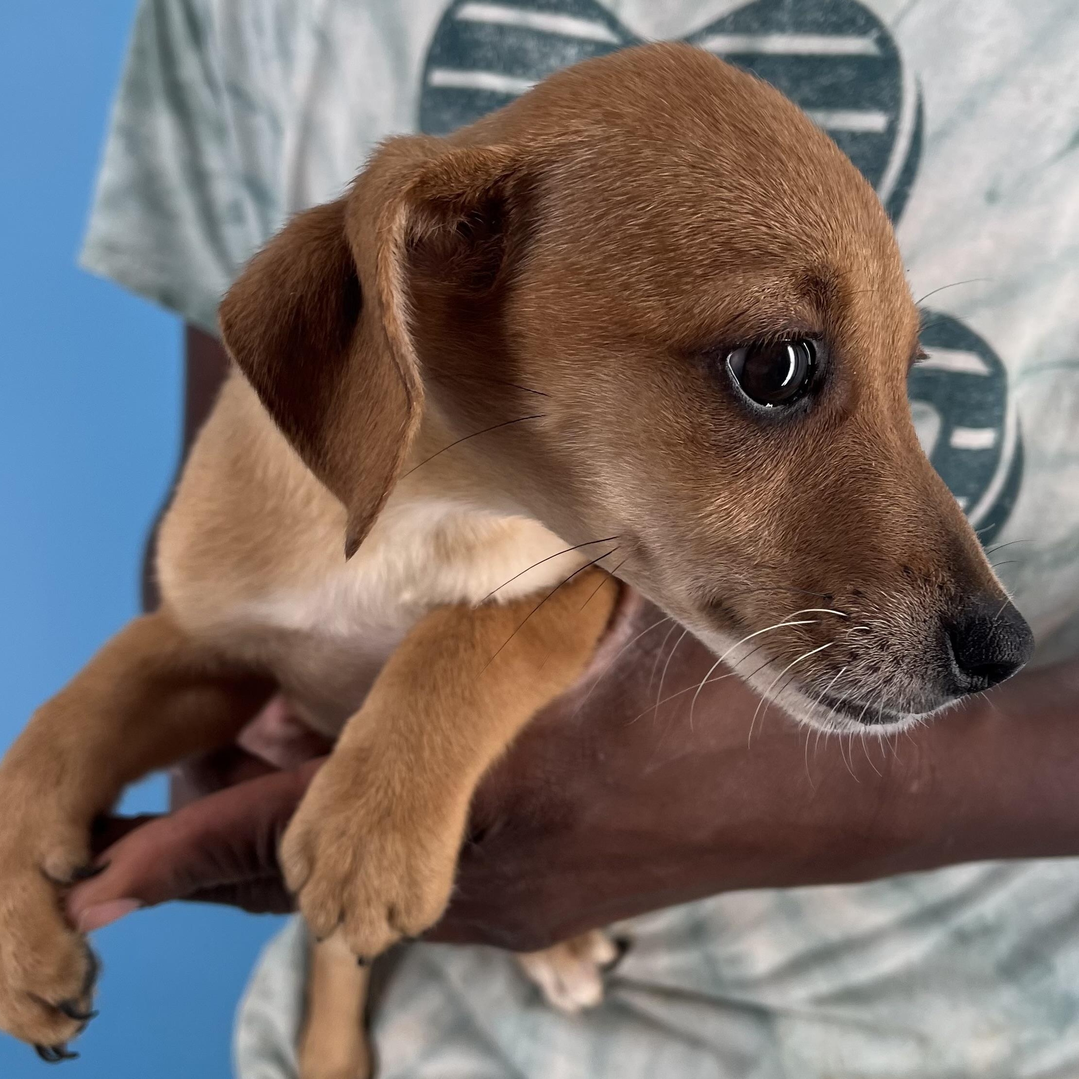 Ariel - Local Sept 26-28