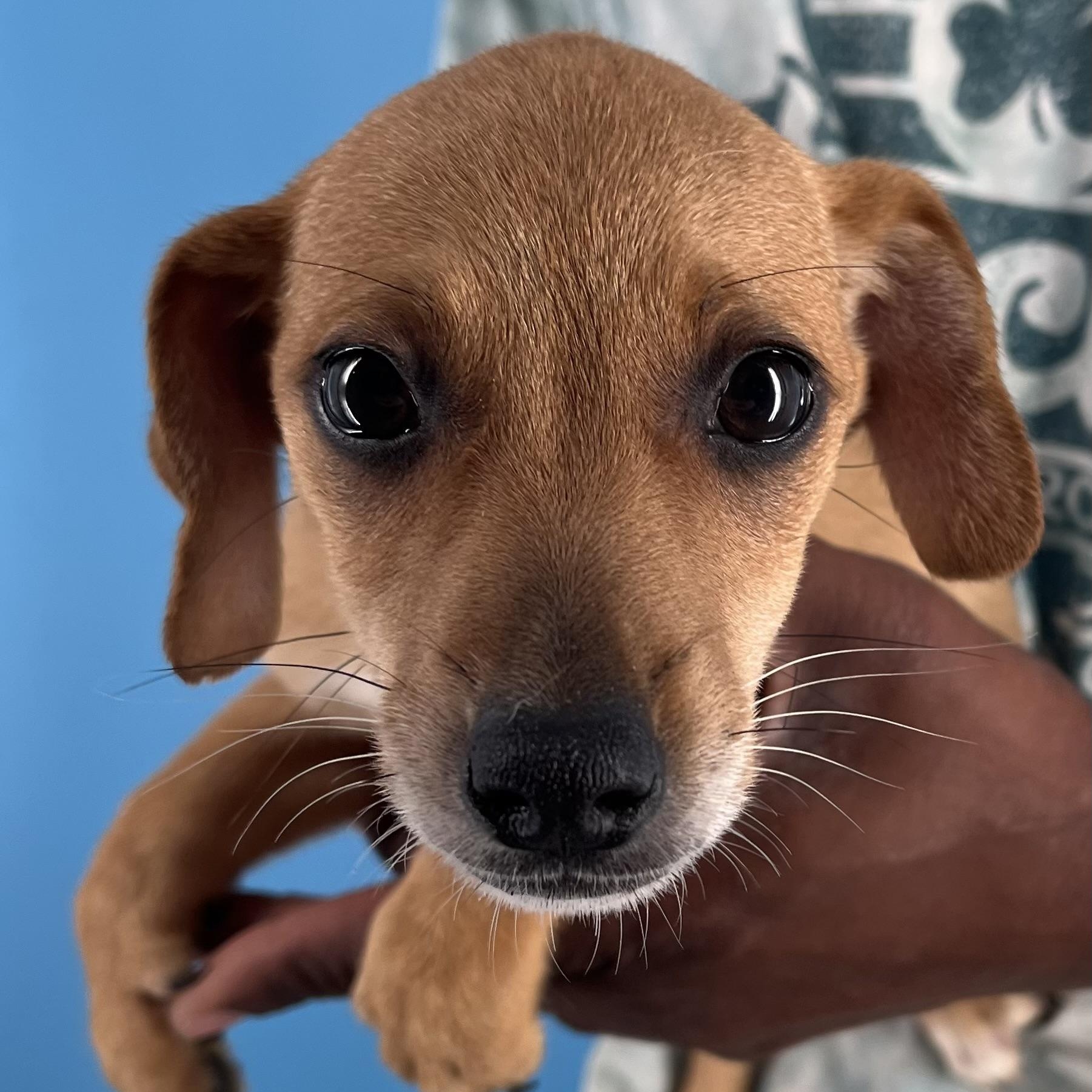 Ariel - Local Sept 26-28