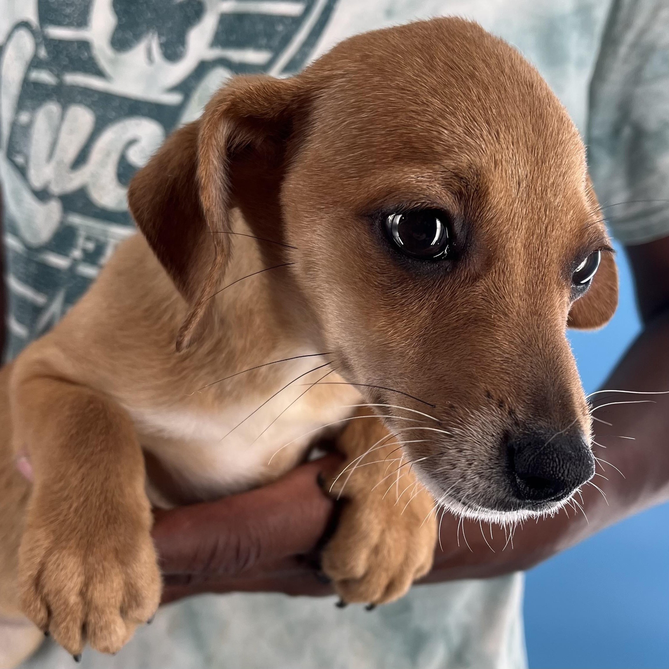 Ariel - Local Sept 26-28