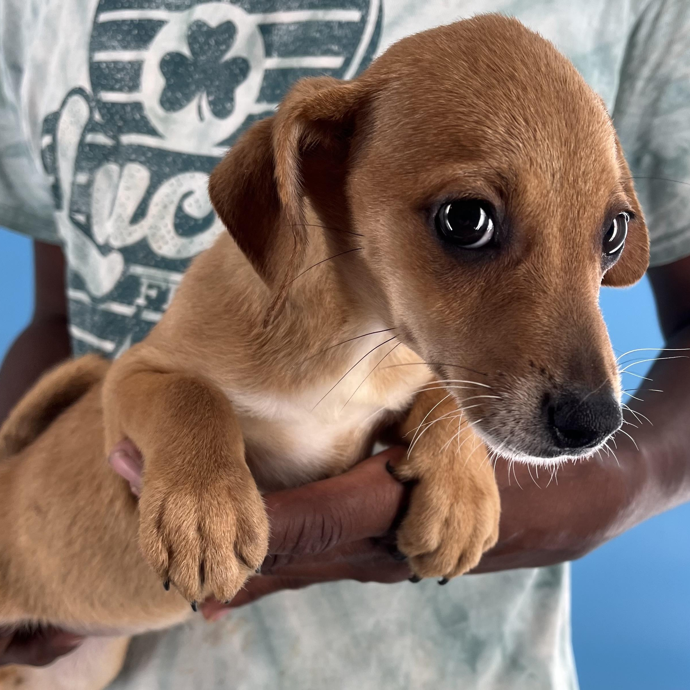 Ariel - Local Sept 26-28