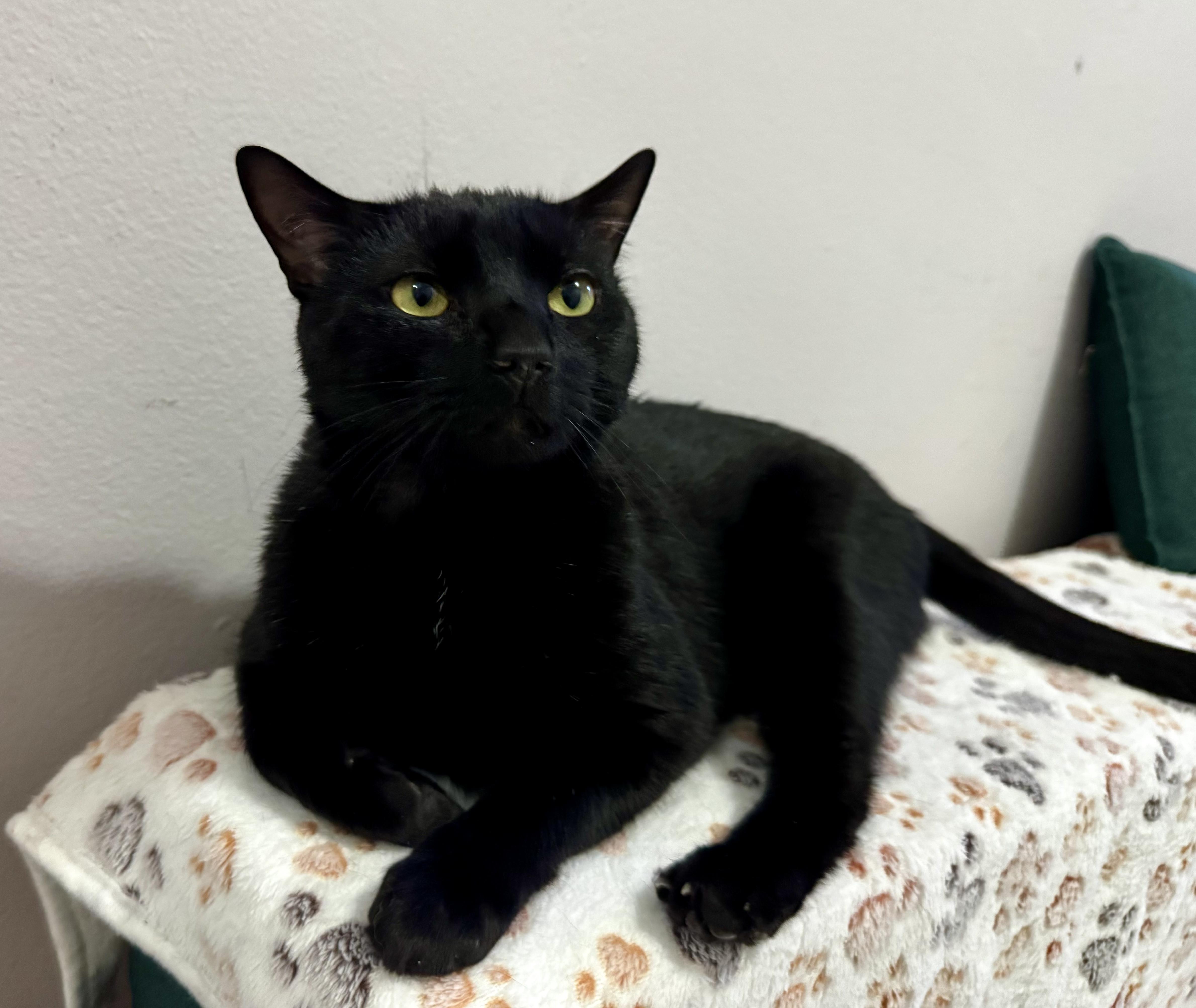 Enlarge Corey, a ADOPTABLE Domestic Short Hair in Brooklyn, NY image 2/6