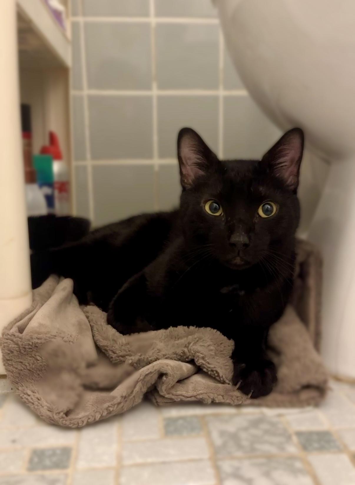 Enlarge Corey, a ADOPTABLE Domestic Short Hair in Brooklyn, NY image 4/6