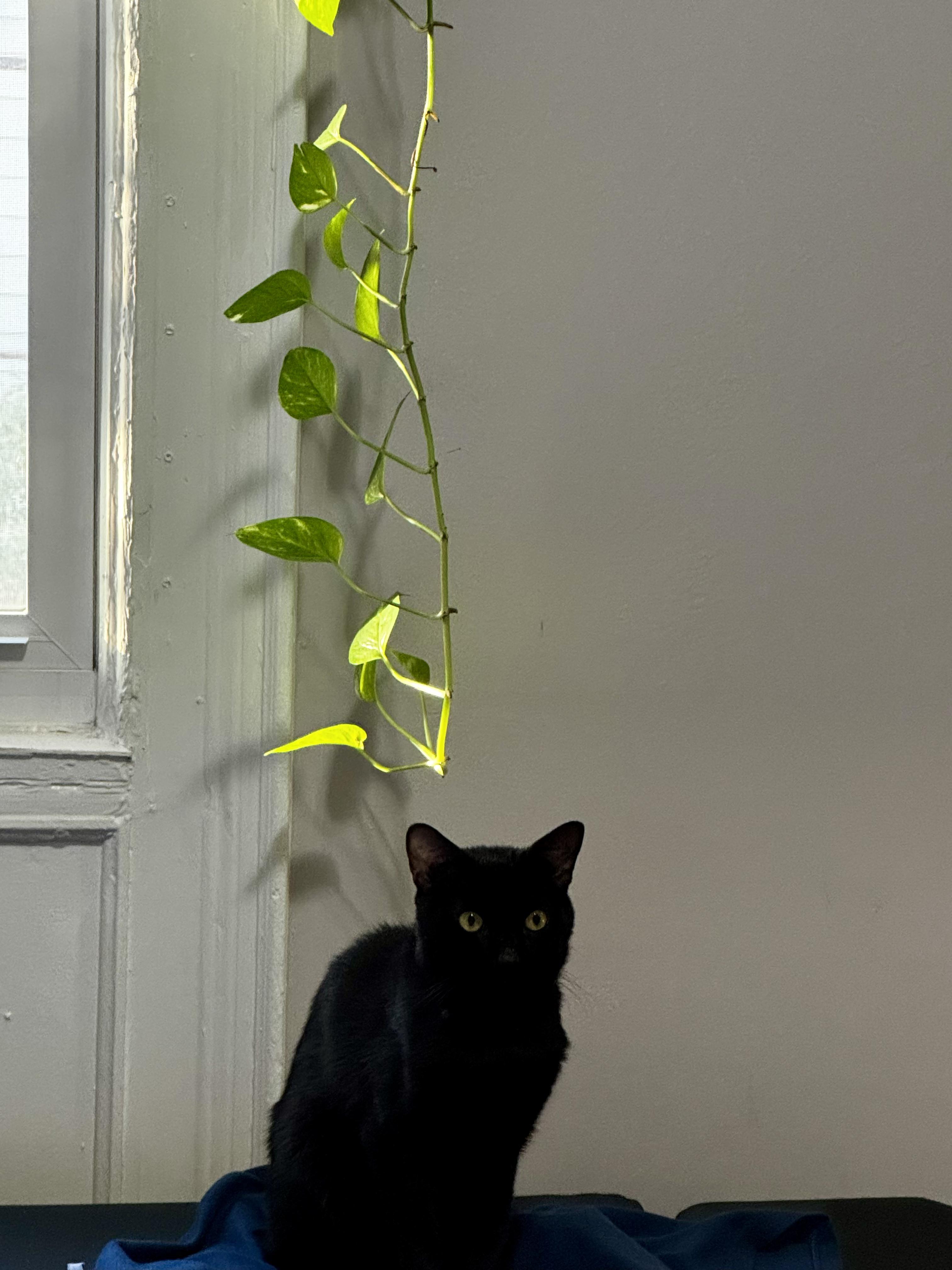 Enlarge Corey, a ADOPTABLE Domestic Short Hair in Brooklyn, NY image 6/6