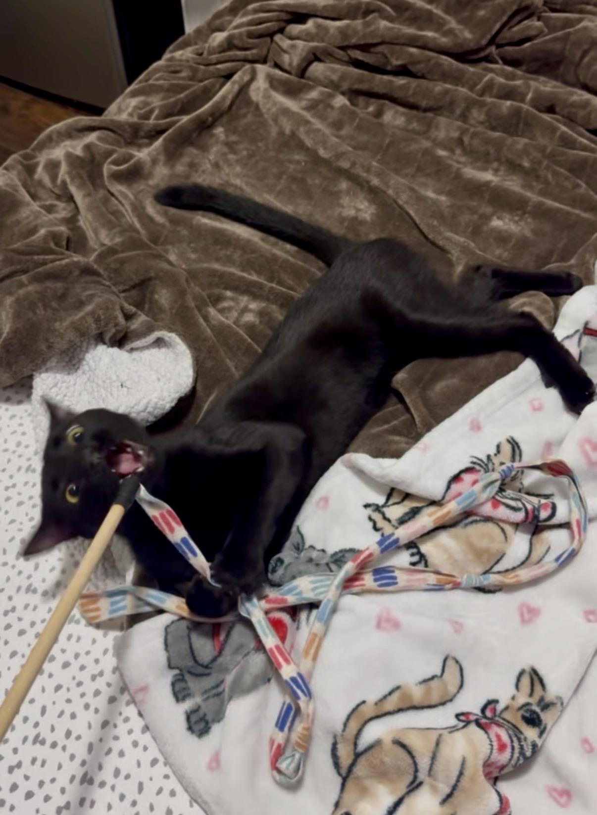 Enlarge Corey, a ADOPTABLE Domestic Short Hair in Brooklyn, NY image 5/6