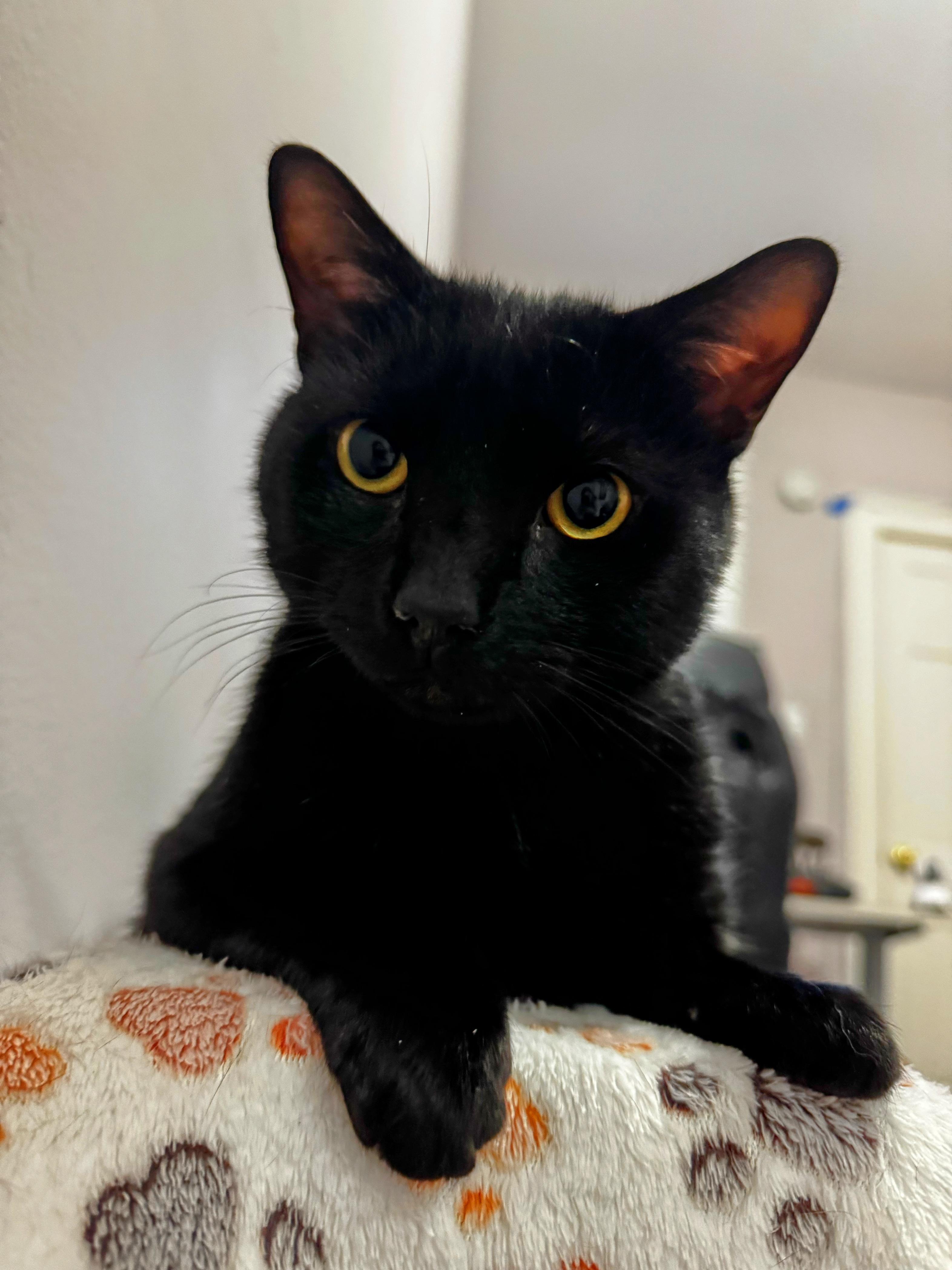 Enlarge Corey, a ADOPTABLE Domestic Short Hair in Brooklyn, NY image 1/6