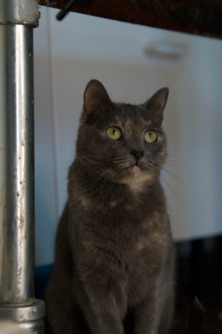 Gabby, a Adoptable Domestic Short Hair in Los Angeles, CA image 1/4
