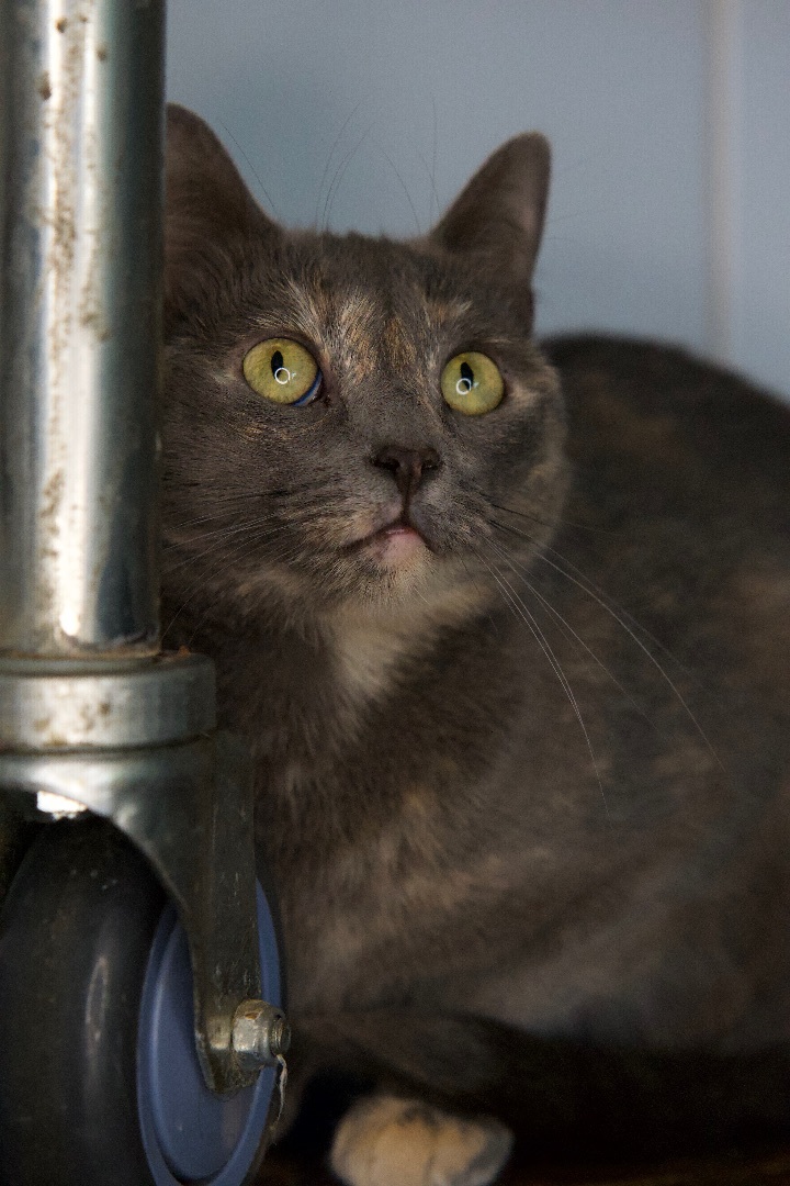 Gabby, a Adoptable Domestic Short Hair in Los Angeles, CA image 2/4