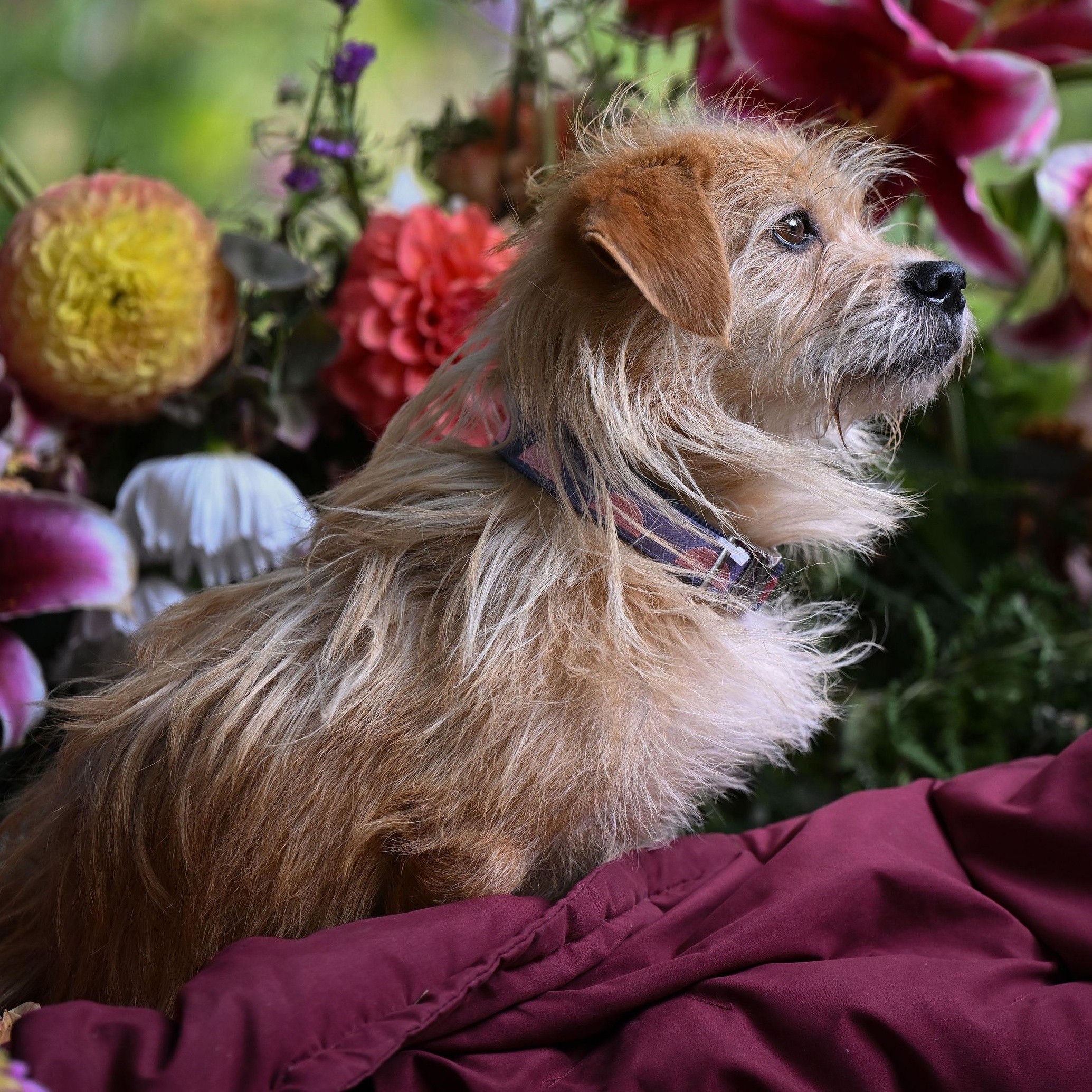 William, a Adoptable Terrier in Ferndale, WA image 4/6