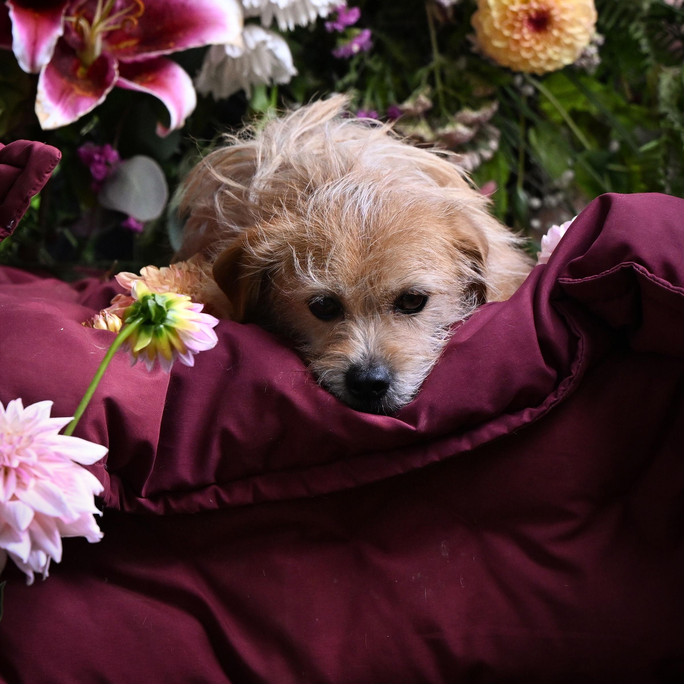William, a Adoptable Terrier in Ferndale, WA image 5/6