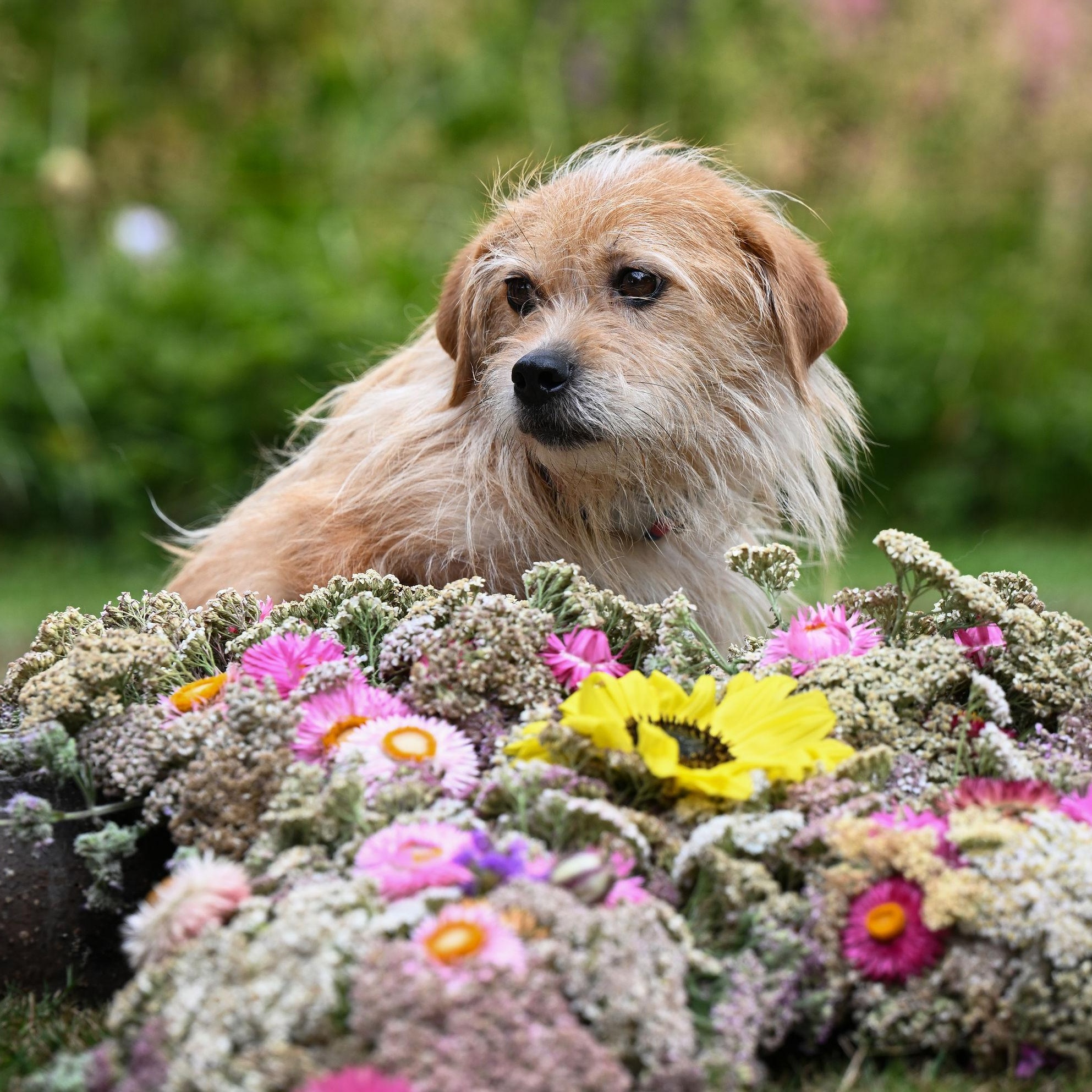 William, Adoptable, Adult Male Terrier.