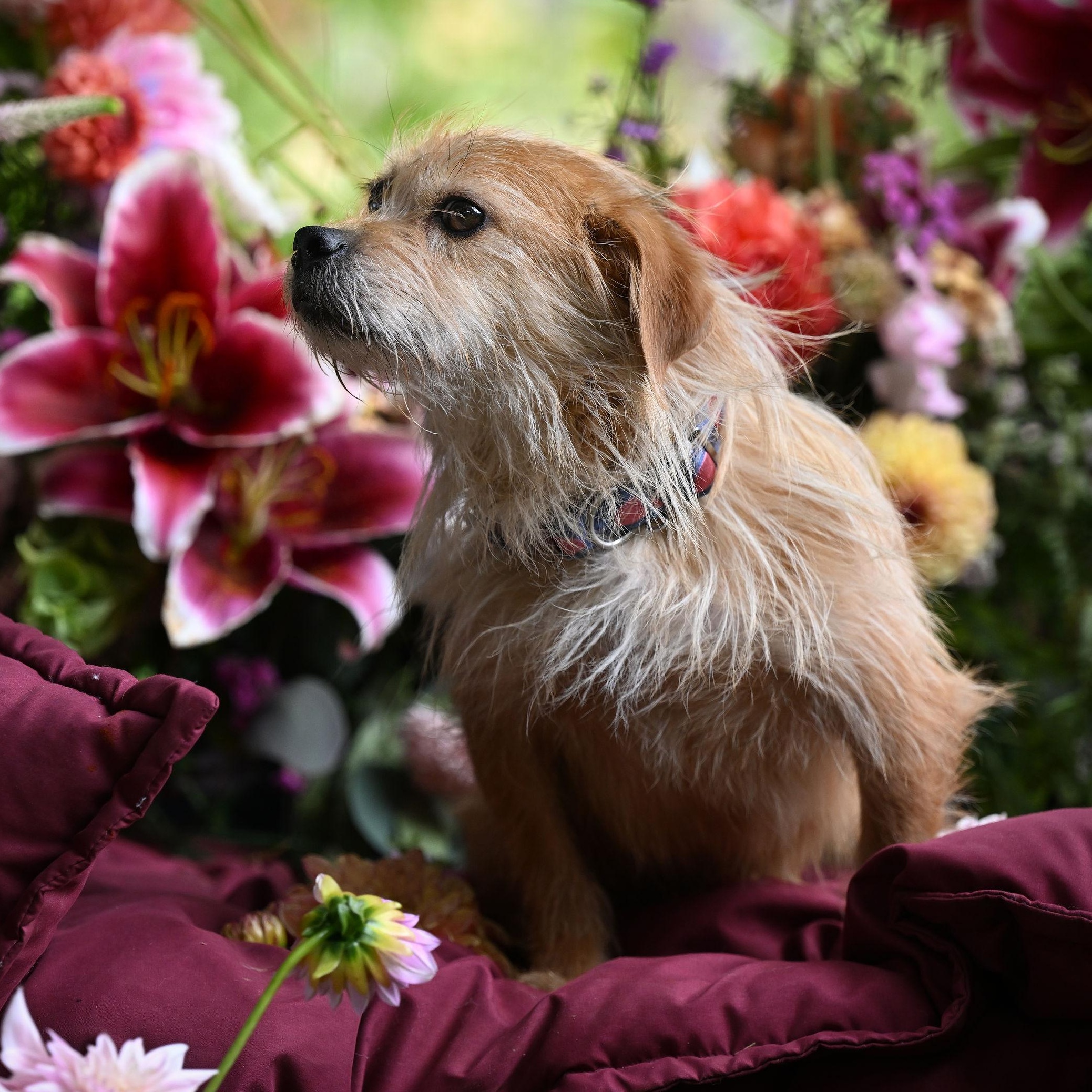 William, a Adoptable Terrier in Ferndale, WA image 2/6