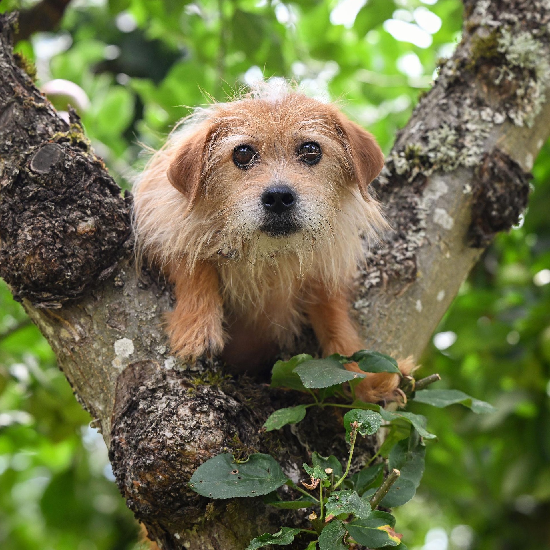 William, a Adoptable Terrier in Ferndale, WA image 3/6