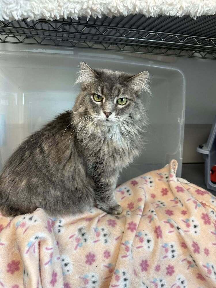 Trixie, Adoptable, Adult Female Domestic Long Hair.