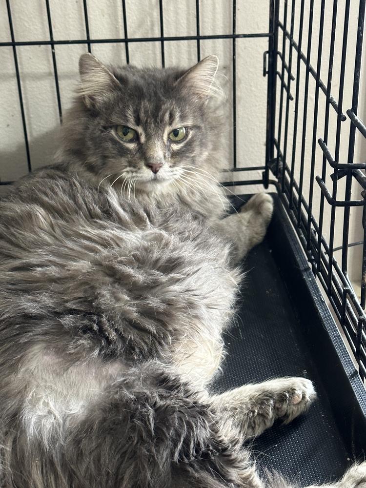 Enlarge Trixie, a Adoptable mixed breed in Mishawaka, IN image 2/3