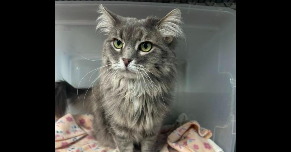 Enlarge Trixie, a Adoptable mixed breed in Mishawaka, IN image 3/3