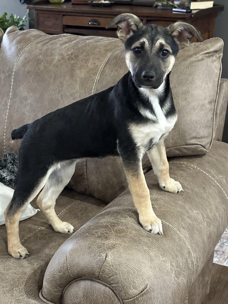 Sydney, Adoptable, Puppy Female Shepherd.