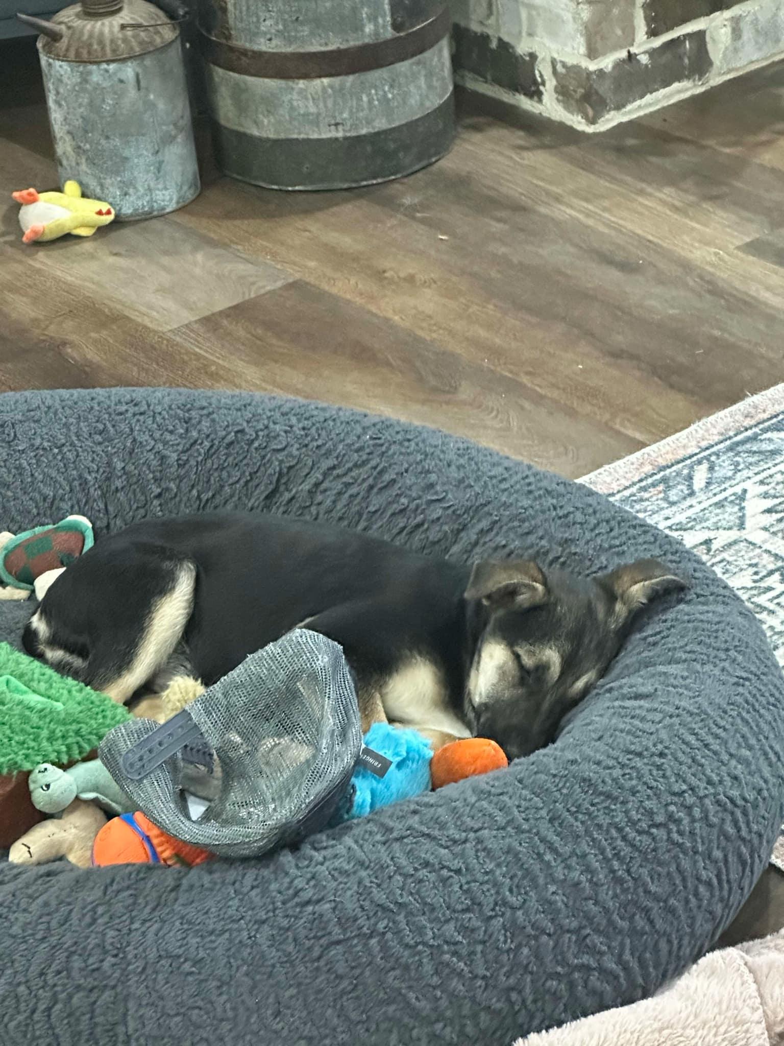 Enlarge Sydney, a Adoptable mixed breed in Chepachet, RI image 4/5