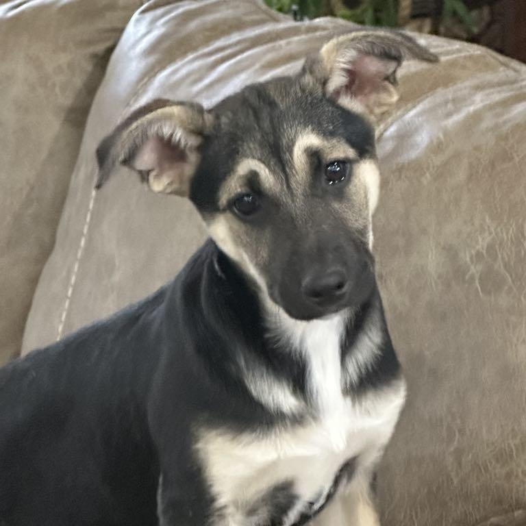 Sydney*, Adoptable, Puppy Female Australian Shepherd.