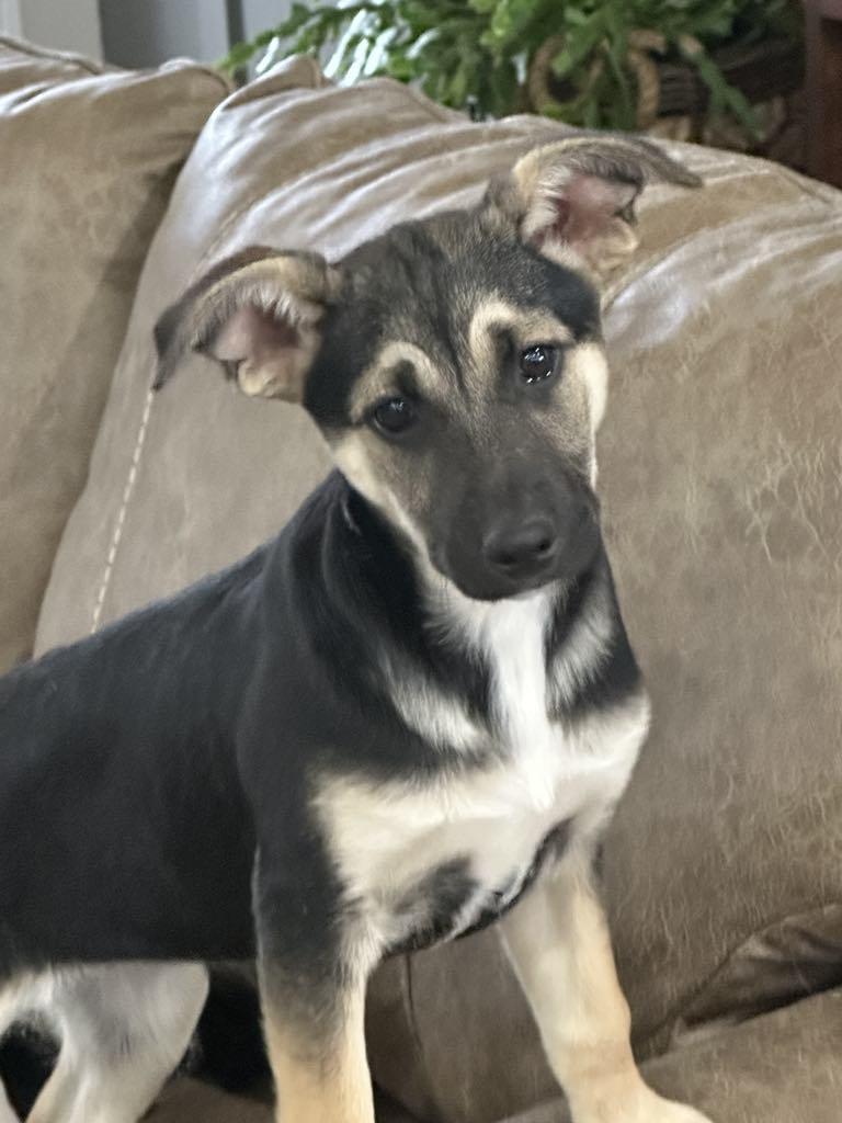 Enlarge Sydney, a Adoptable mixed breed in Chepachet, RI image 2/5