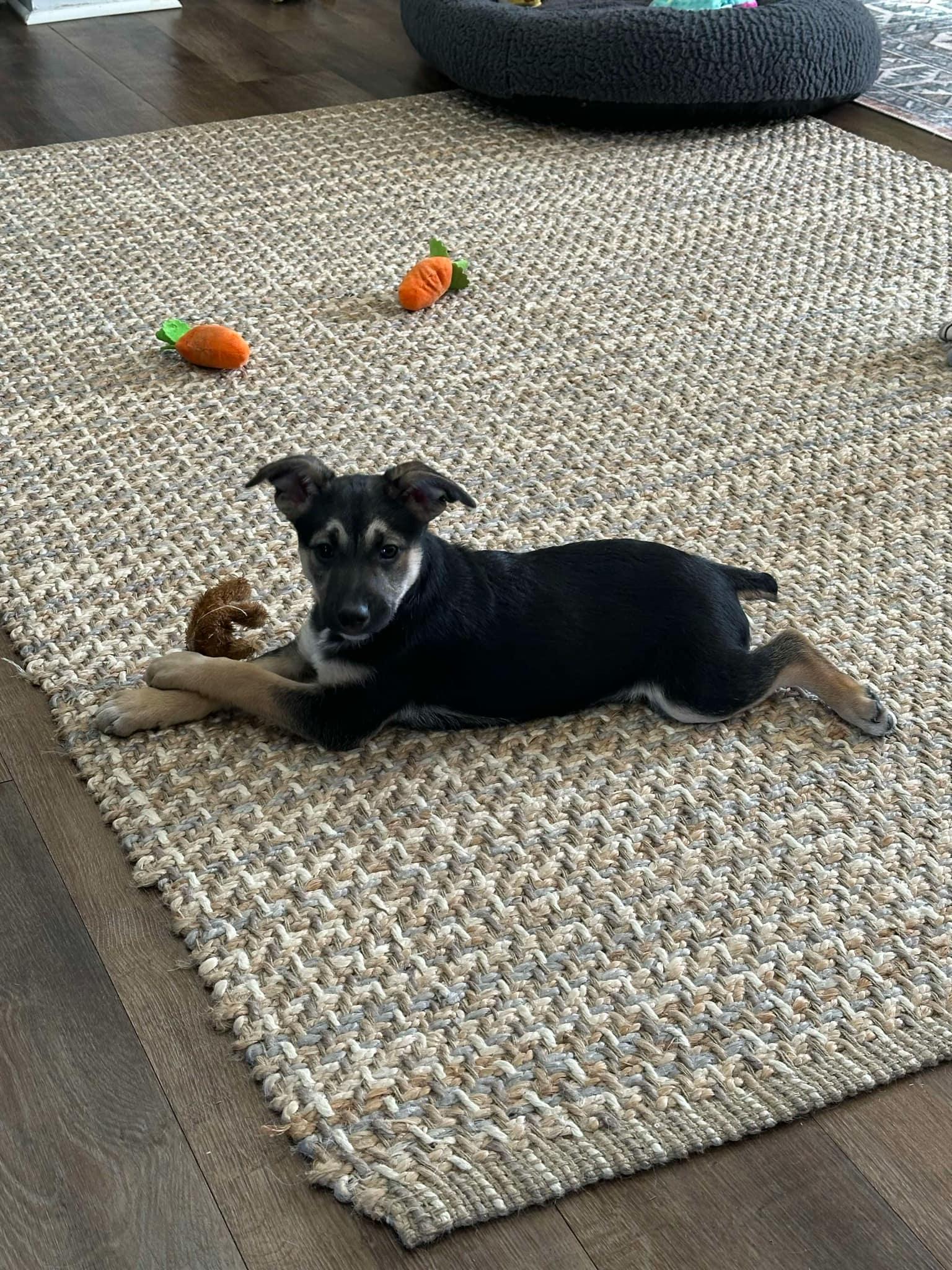 Enlarge Sydney, a Adoptable mixed breed in Chepachet, RI image 5/5