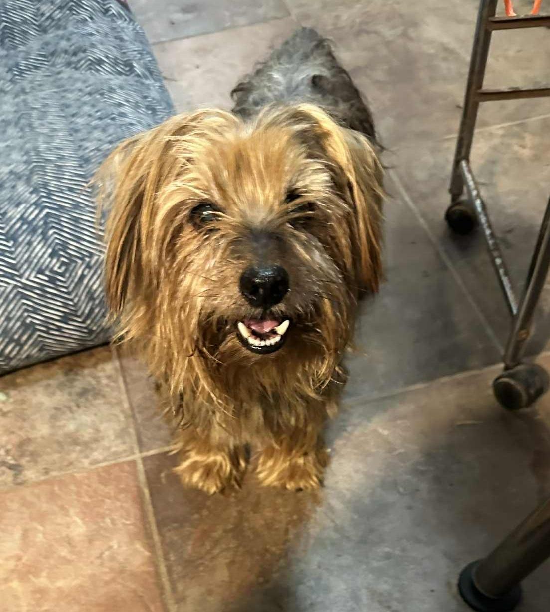 Enlarge Frankie, a ADOPTABLE mixed breed in Temple, TX image 6/6