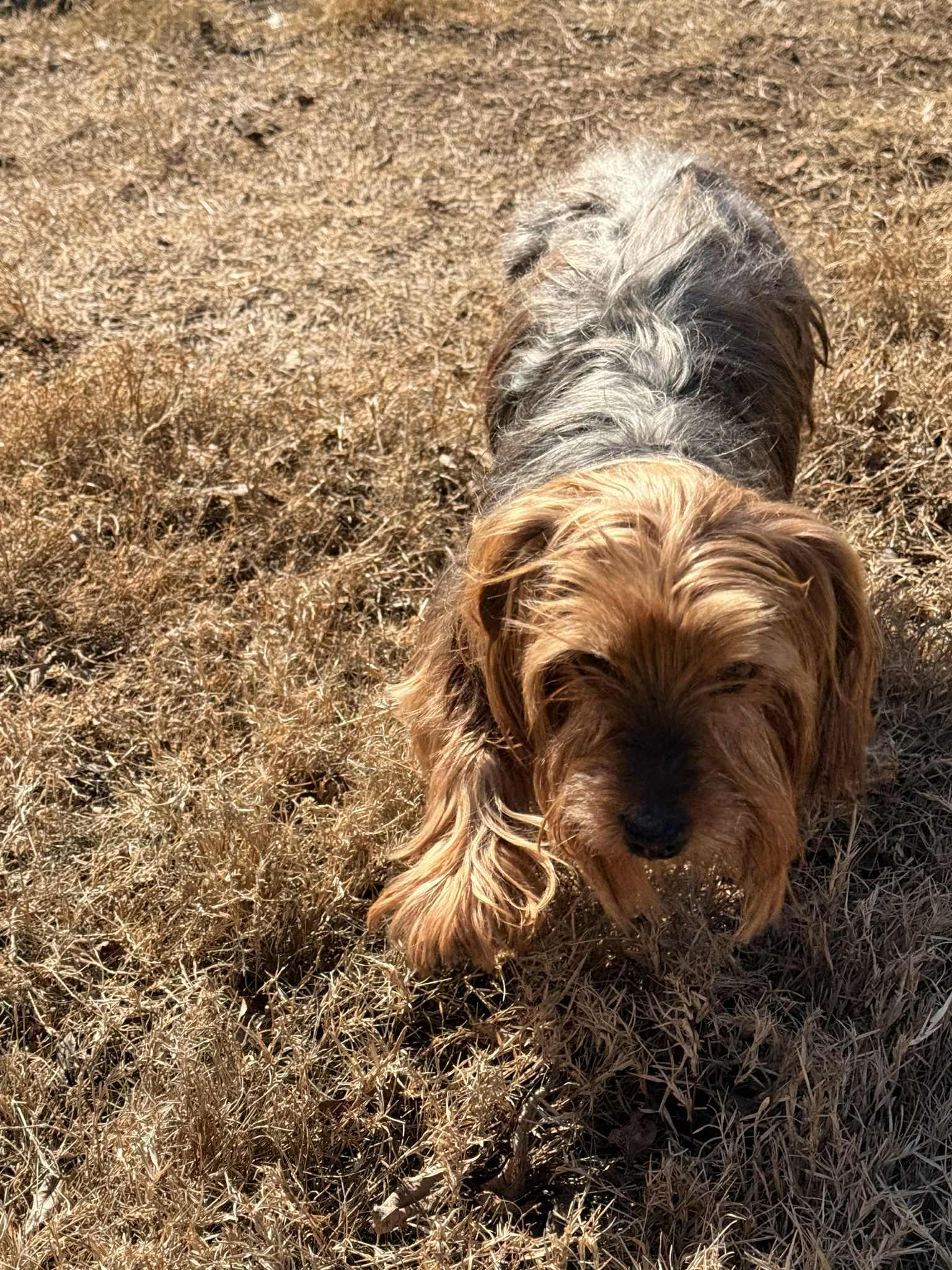 Enlarge Frankie, a ADOPTABLE mixed breed in Temple, TX image 5/6