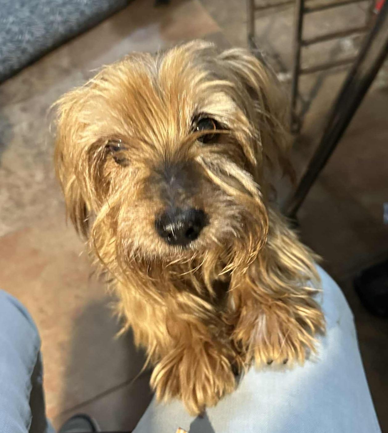 Enlarge Frankie, a ADOPTABLE mixed breed in Temple, TX image 1/6