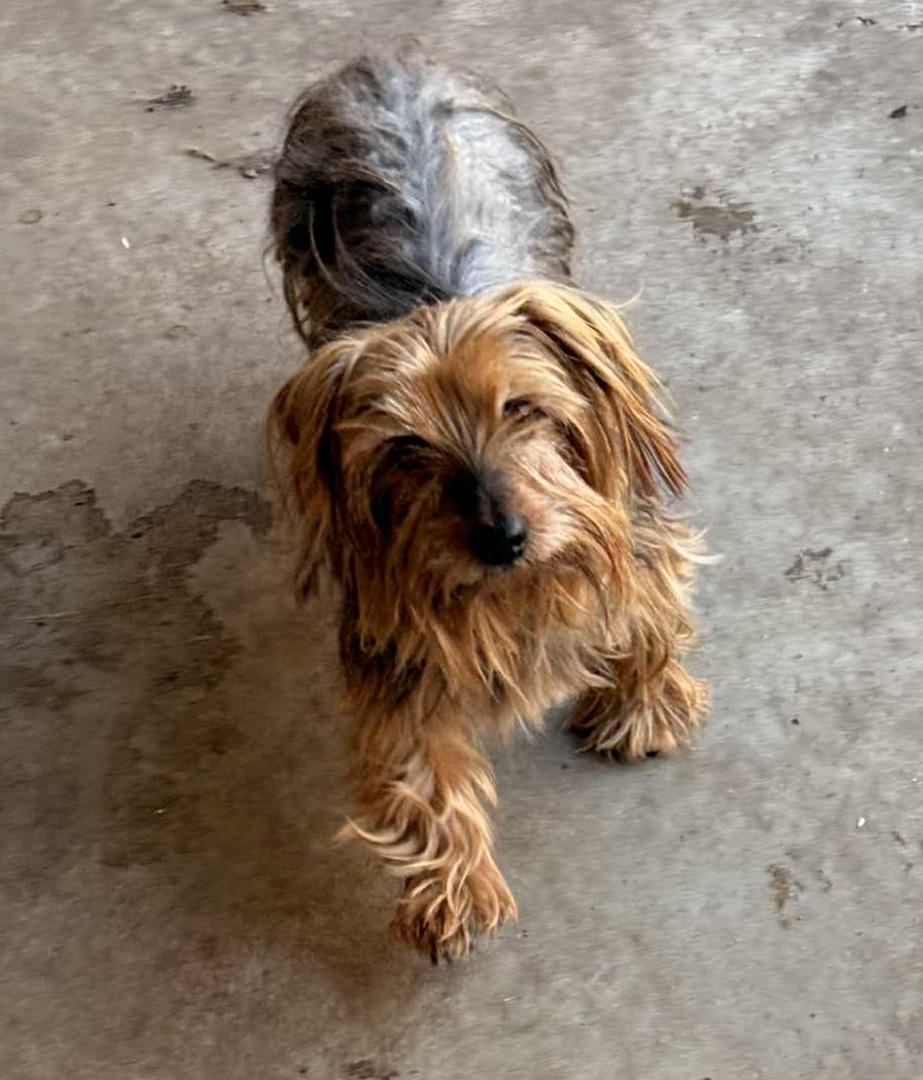 Enlarge Frankie, a ADOPTABLE mixed breed in Temple, TX image 2/6