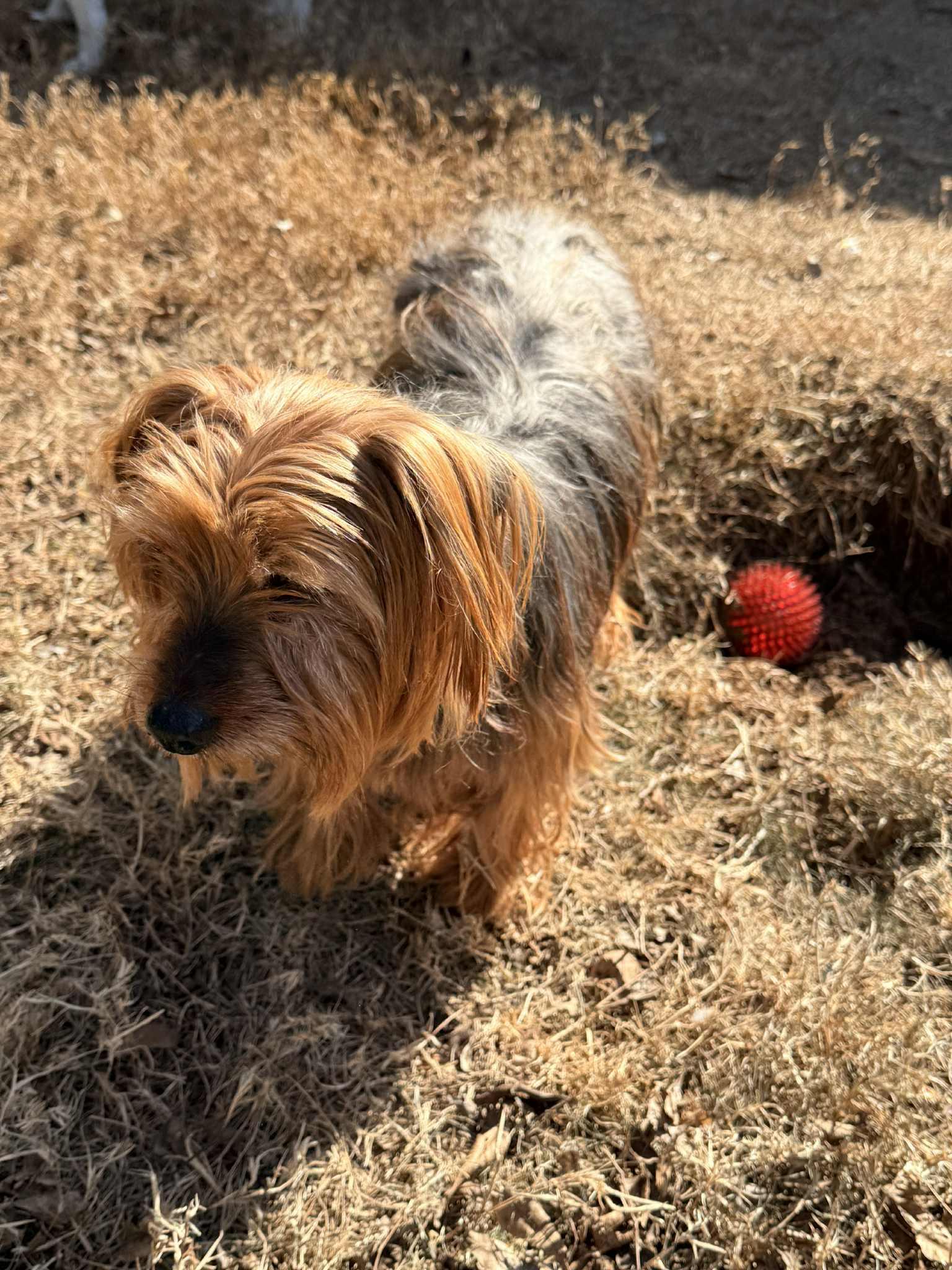 Enlarge Frankie, a ADOPTABLE mixed breed in Temple, TX image 3/6