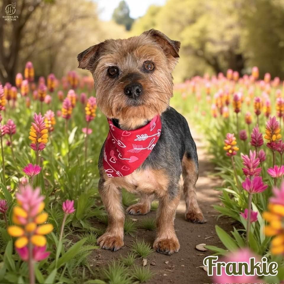 Enlarge Frankie, an adoption pending mixed breed in Temple, TX image 1/6
