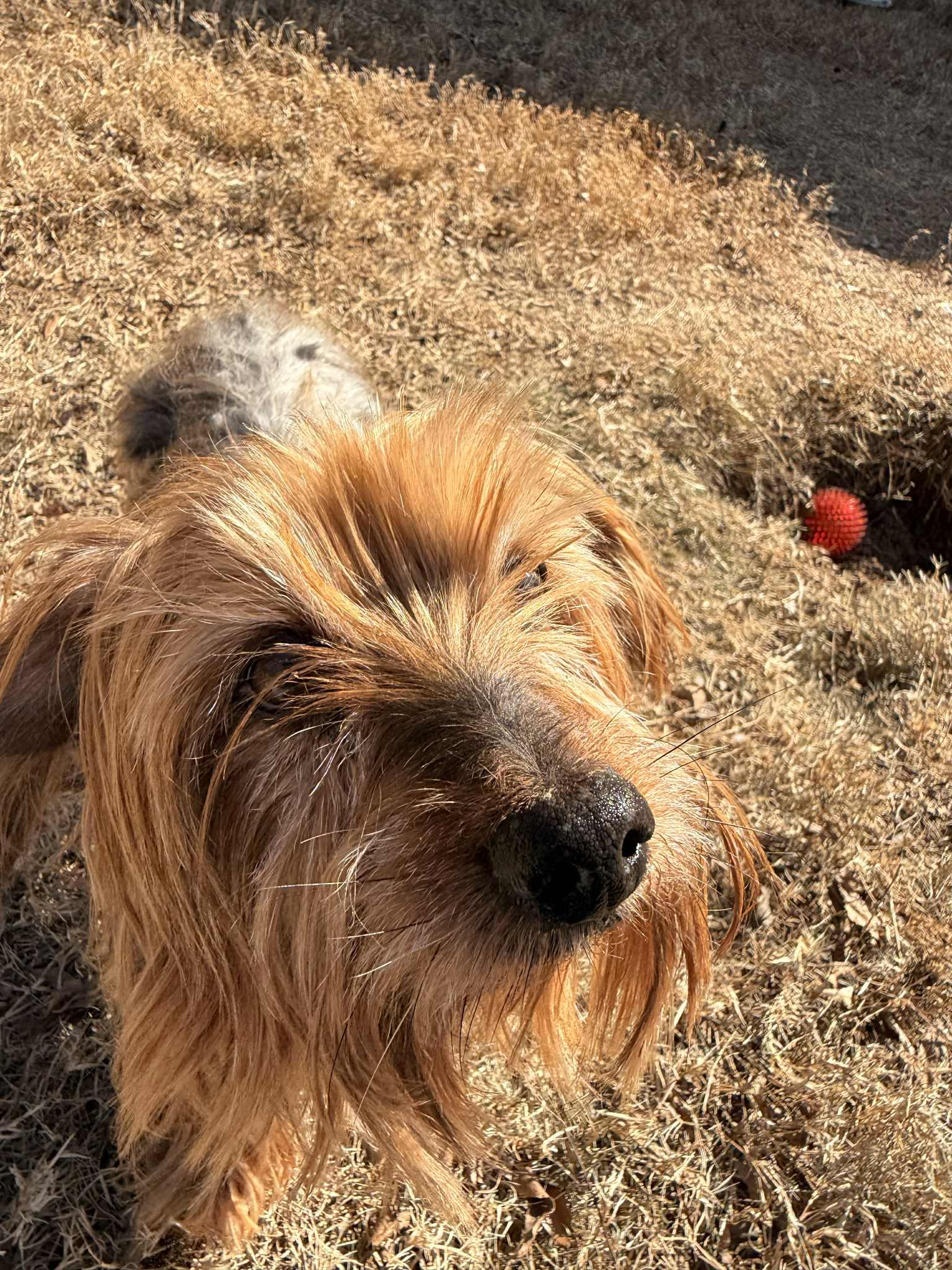 Enlarge Frankie, a ADOPTABLE mixed breed in Temple, TX image 4/6