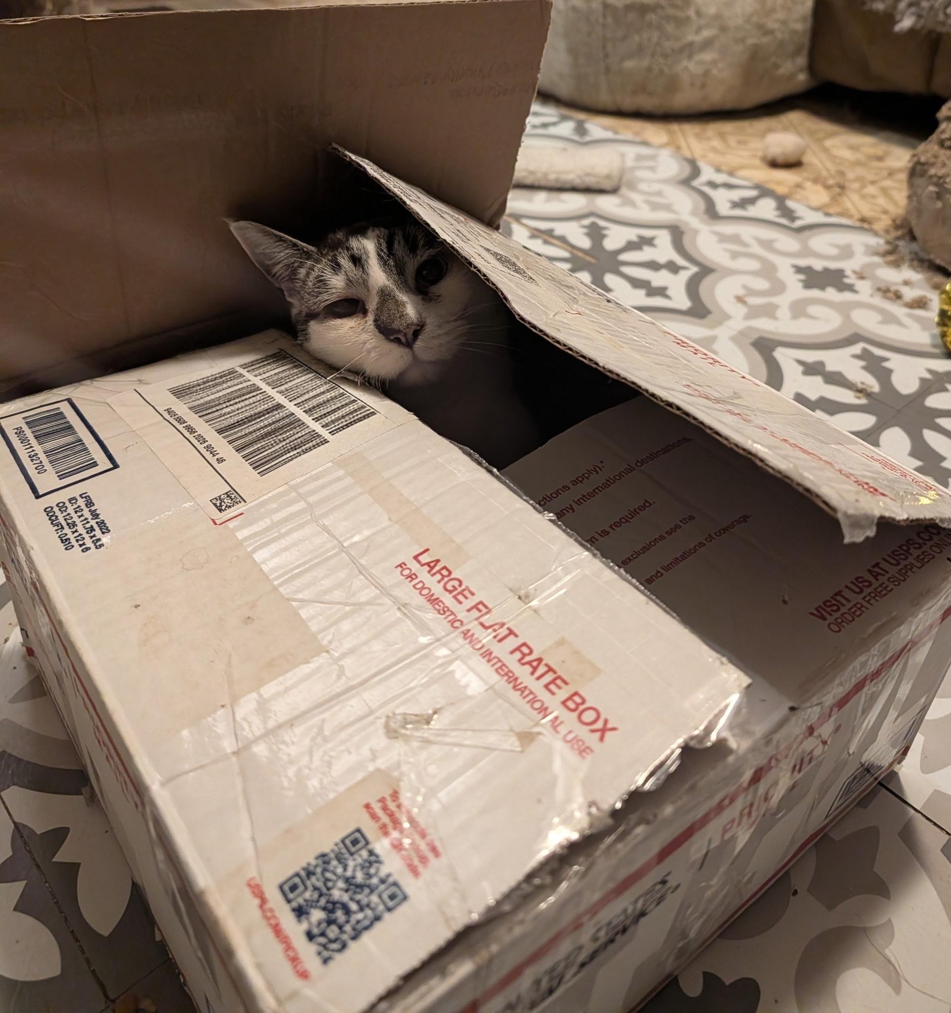 Enlarge Snowy , a Adoptable mixed breed in Gladstone, OR image 4/6