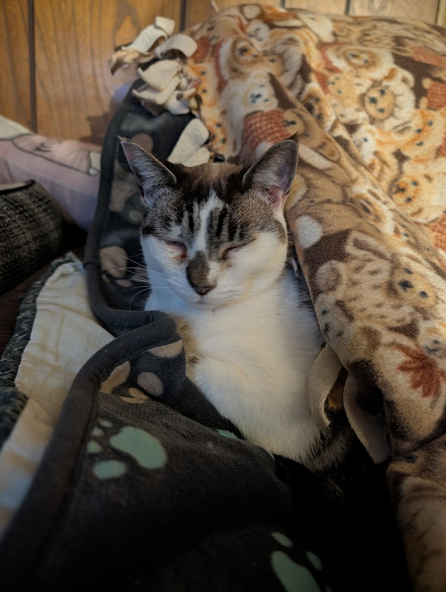 Enlarge Snowy , a Adoptable mixed breed in Gladstone, OR image 5/6