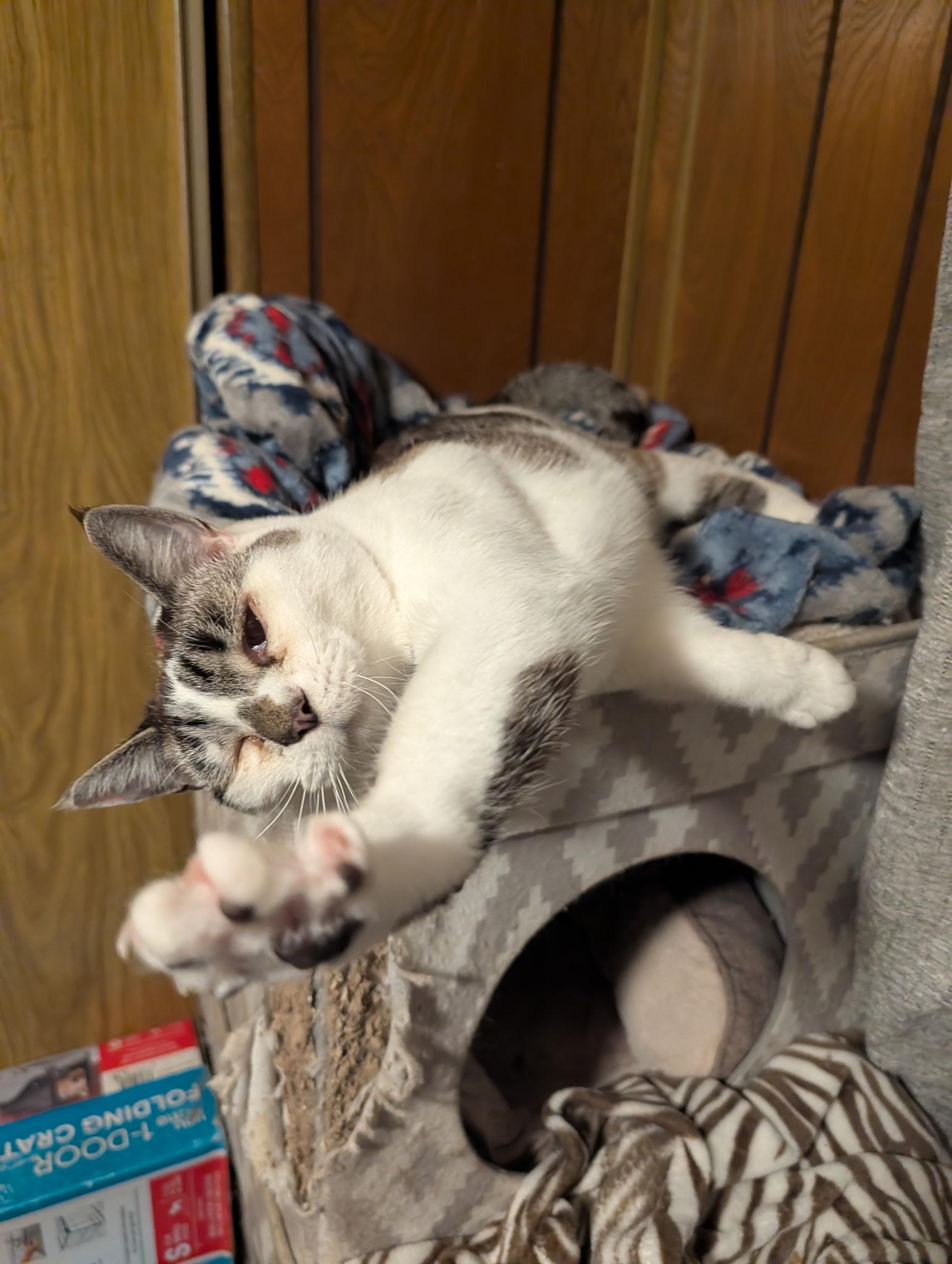 Enlarge Snowy , a Adoptable mixed breed in Gladstone, OR image 6/6