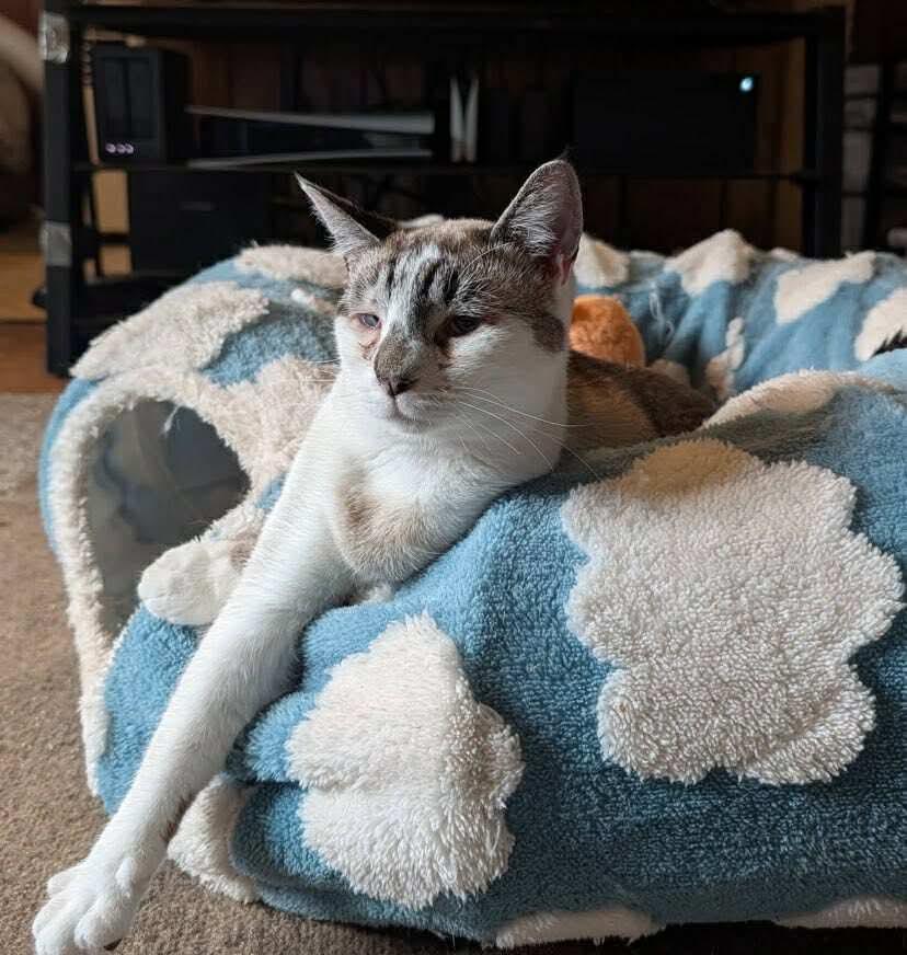 Enlarge Snowy , a Adoptable mixed breed in Gladstone, OR image 2/6