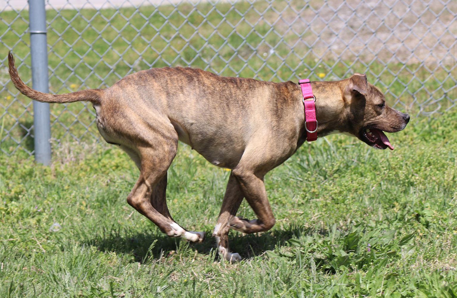 Penny (AO33810) photo 5