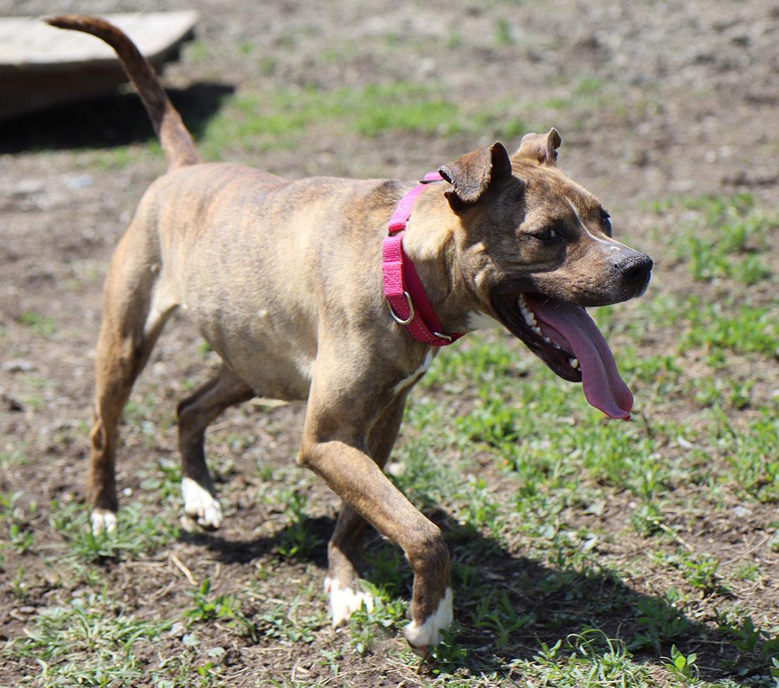Penny (AO33810) photo 3