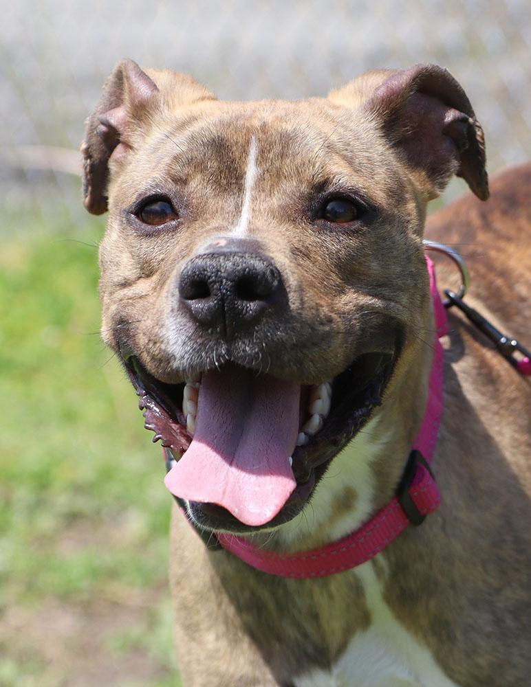 Penny (AO33810), Young Female Pit Bull Terrier