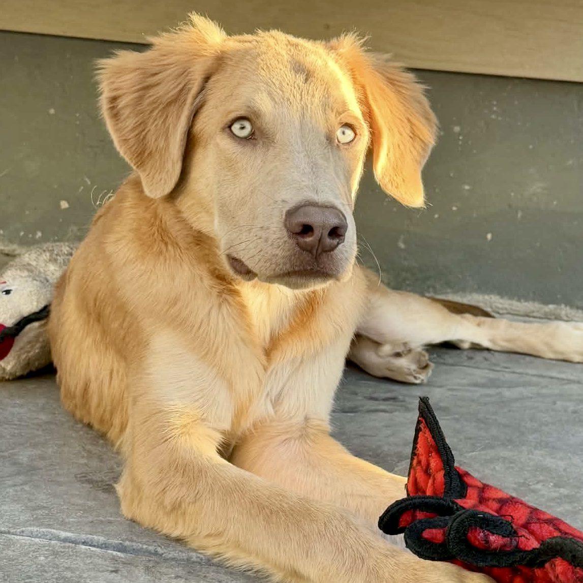 Enlarge Beefy, a Adoptable mixed breed in Mead, CO image 2/6