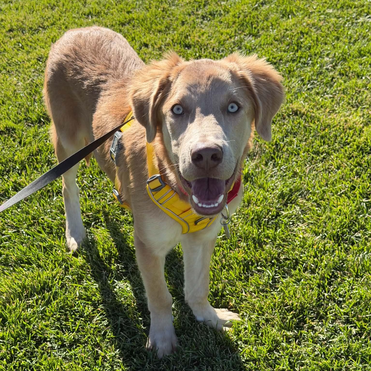 Enlarge Beefy, a Adoptable mixed breed in Mead, CO image 4/6