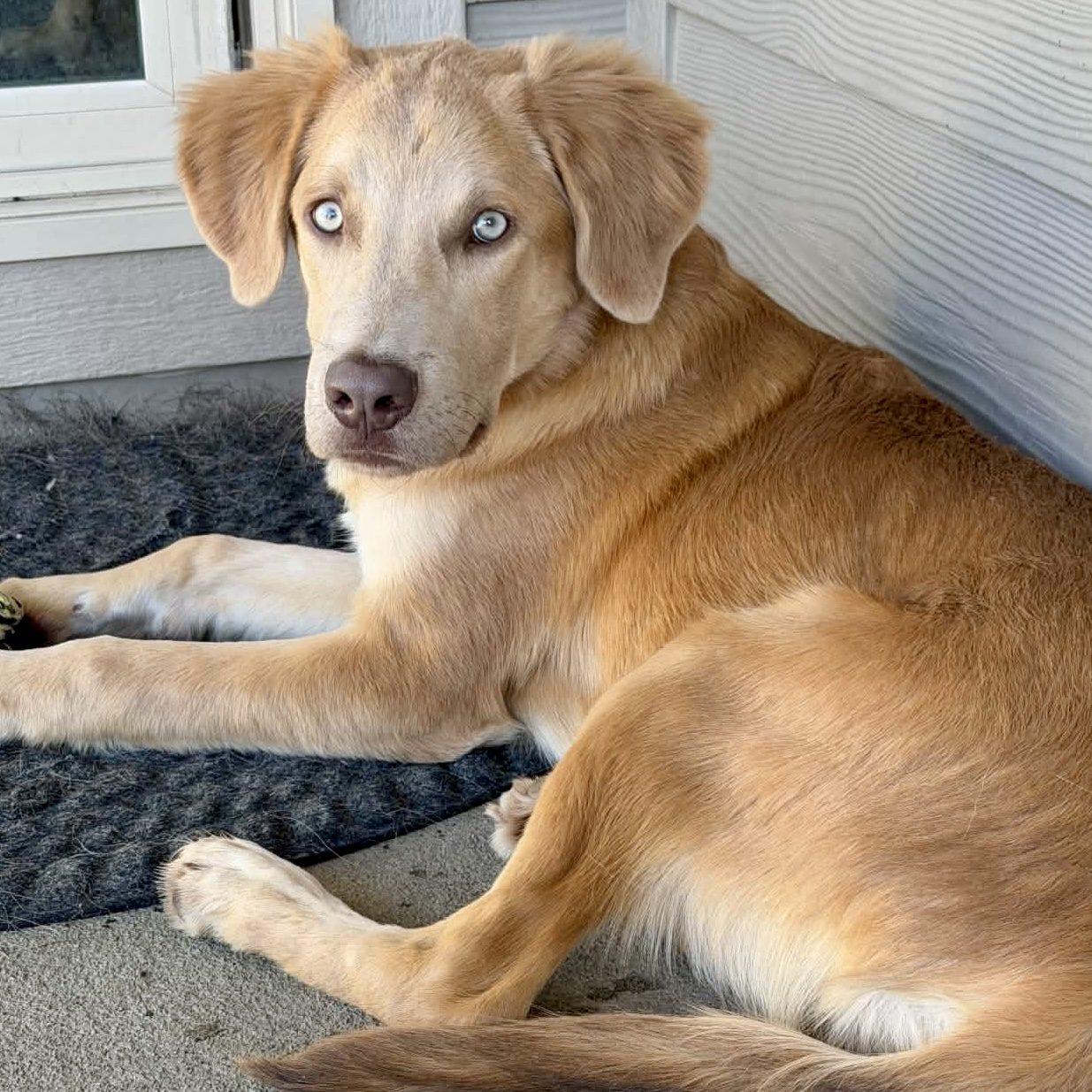 Beefy, Adoptable, Puppy Male Golden Retriever.