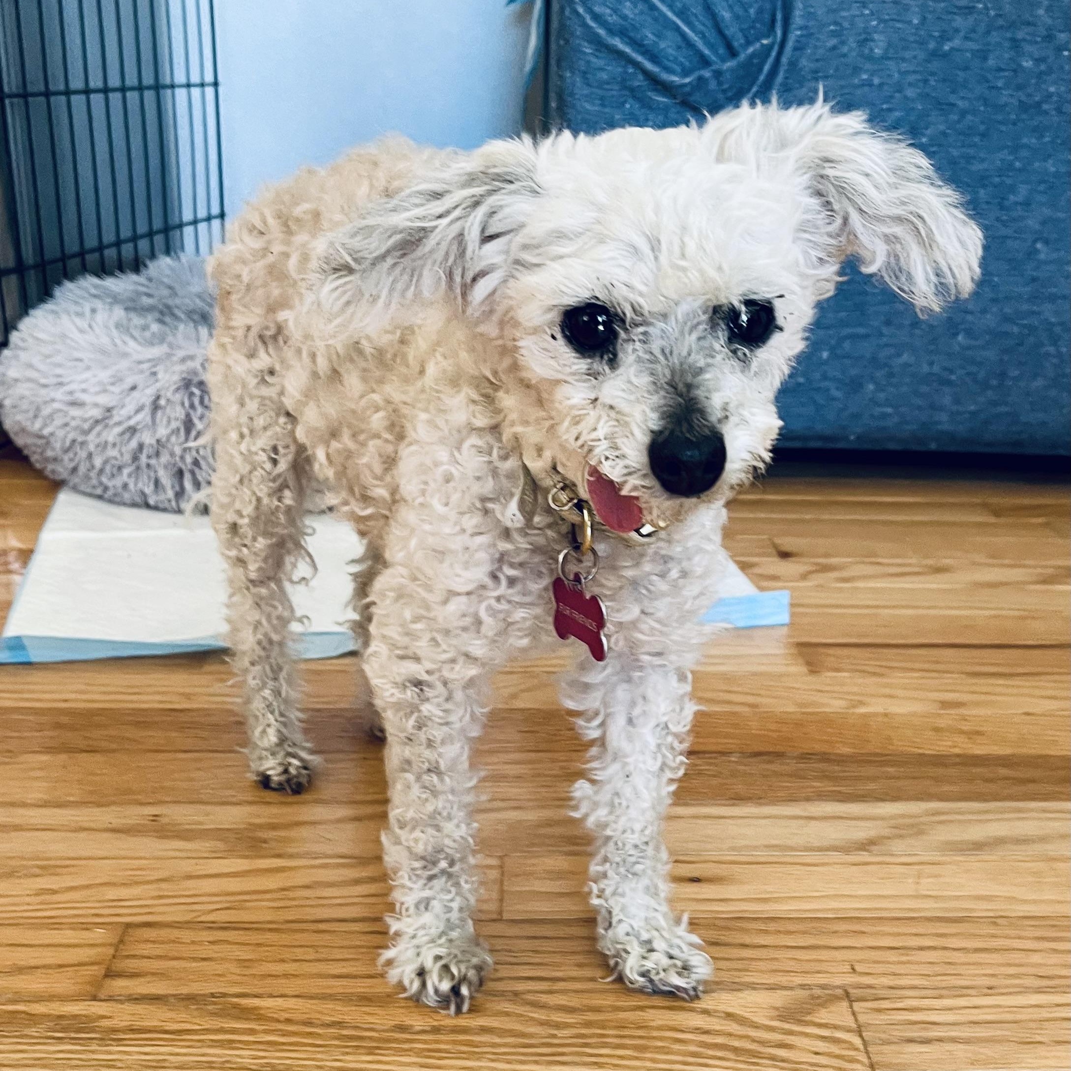 Enlarge Little Ellen, a Adoptable mixed breed in Saint Helens, OR image 5/6