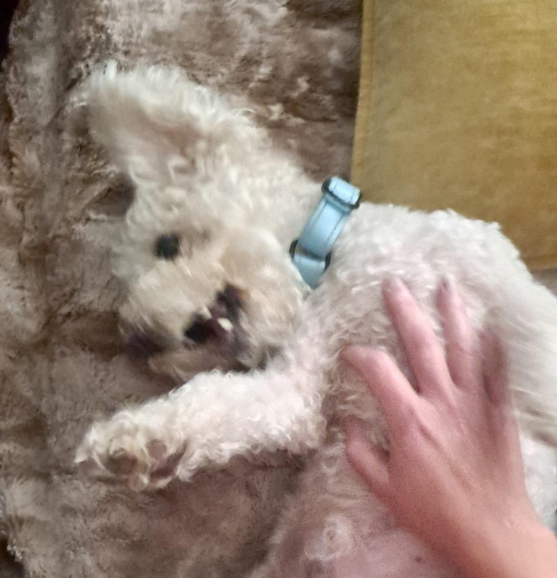 Enlarge Little Ellen, a Adoptable mixed breed in Saint Helens, OR image 4/6