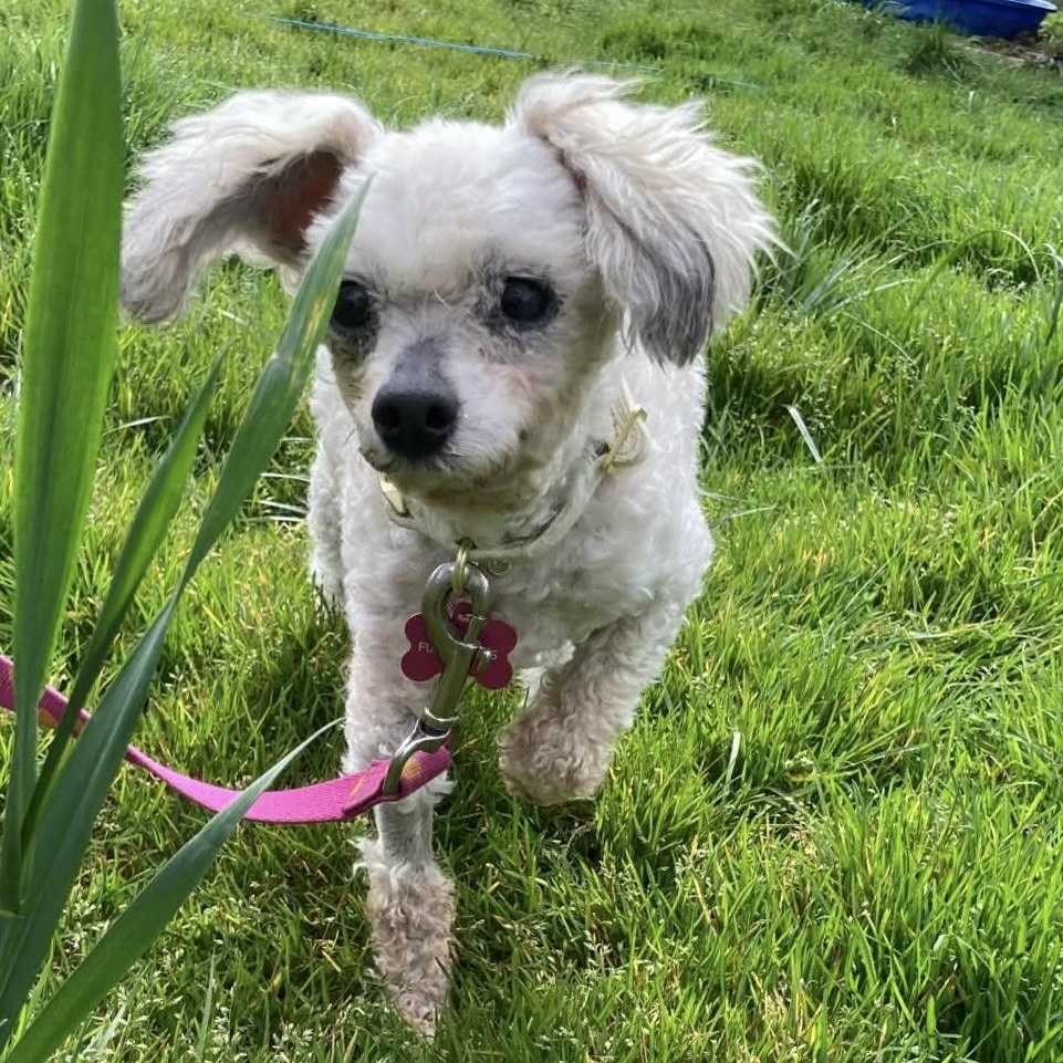 Enlarge Little Ellen, a Adoptable mixed breed in Saint Helens, OR image 3/6