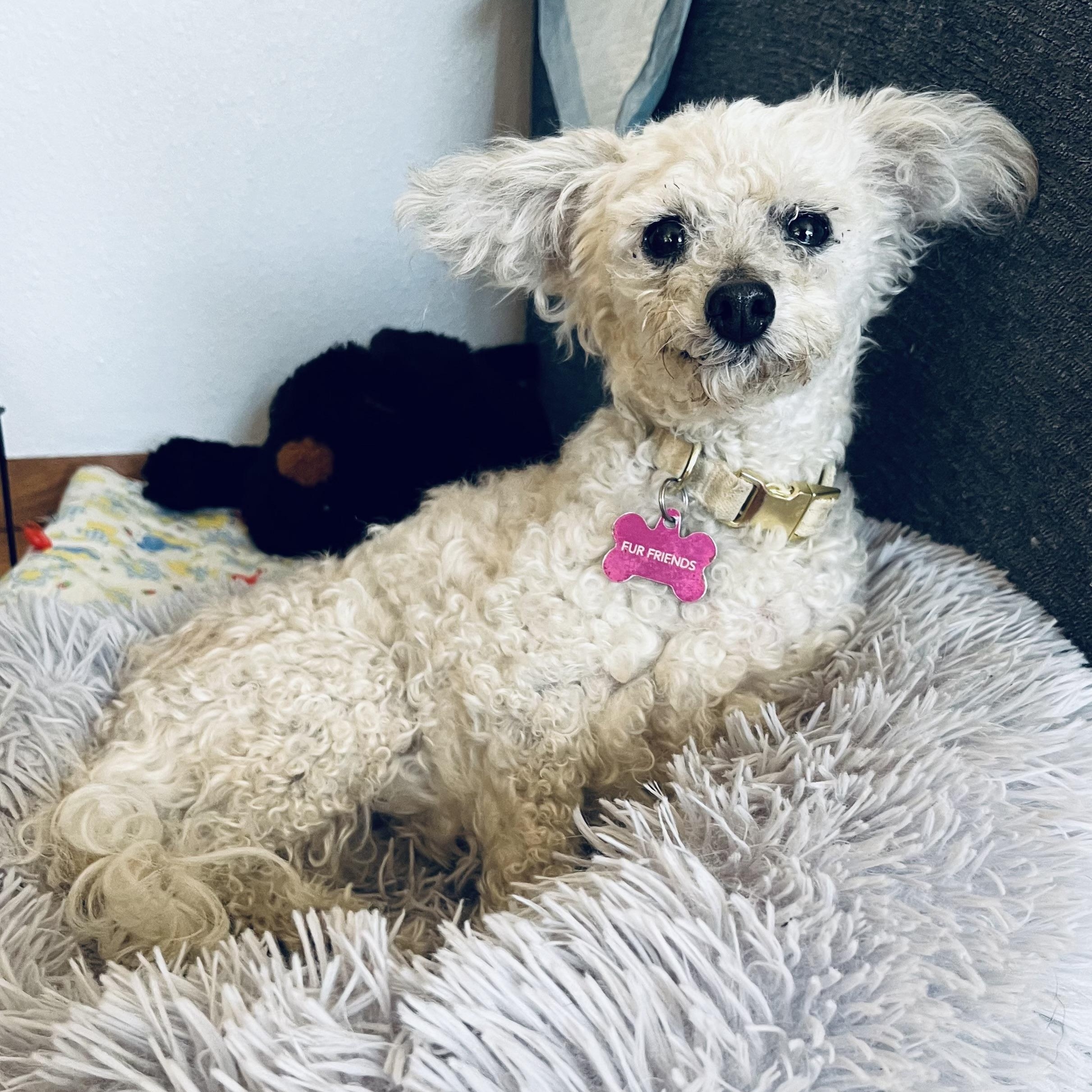 Little Ellen, Adoptable, Senior Female Poodle & Poodle (Toy).